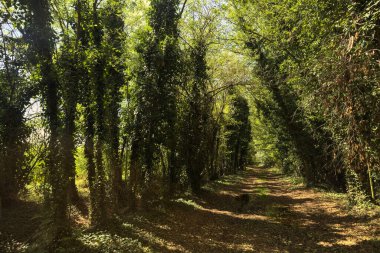 İtalya kırsalında güneşli bir günde korulukta su birikintileri olan karanlık bir yol.