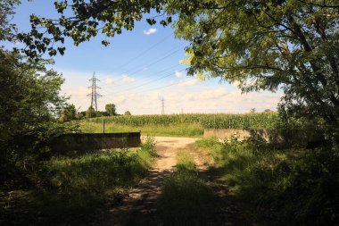 Yol ve mısır tarlası, güneşli bir günde güneşli bir günde İtalya kırsalında gölgede ağaçlarla çevrili.