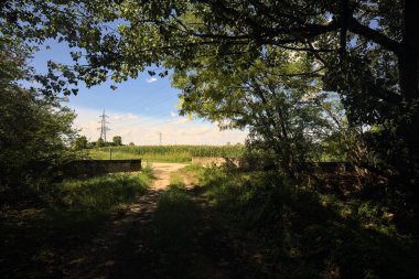 Yol ve mısır tarlası, güneşli bir günde güneşli bir günde İtalya kırsalında gölgede ağaçlarla çevrili.