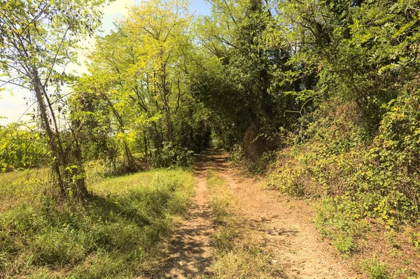 Dirt path at the entrance of a grove on a sunny day in the italian countryside