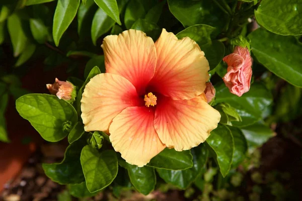 Hibiscus rosa sinensin çiçek açarken yakından görüldü