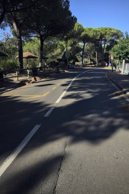 Deniz çam ağaçlarıyla çevrili bir parkta, İtalya 'nın deniz kıyısındaki bir kasabasında, bankların ve şemsiyelerin yanında.