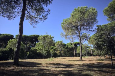 Güneşli bir günde, deniz çam ağaçlarıyla dolu bir parkta.