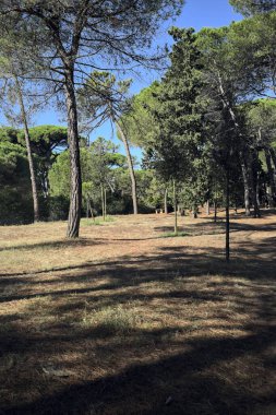 Güneşli bir günde, deniz çam ağaçlarıyla dolu bir parkta.