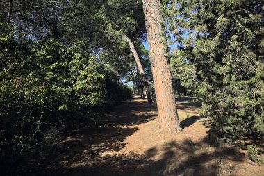 Güneşli bir günde, deniz çam ağaçlarıyla dolu bir parkta.