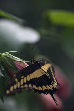 Sarı ve siyah kelebek bir bahçede yaprağın üzerinde