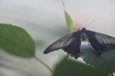 Bahçedeki bir yaprağın üzerindeki beyaz ve siyah kelebek yakından görünür.