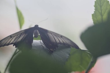 Bahçedeki bir yaprağın üzerindeki beyaz ve siyah kelebek yakından görünür.