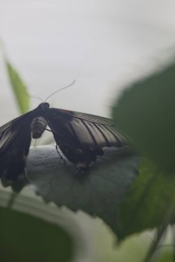 Bahçedeki bir yaprağın üzerindeki beyaz ve siyah kelebek yakından görünür.