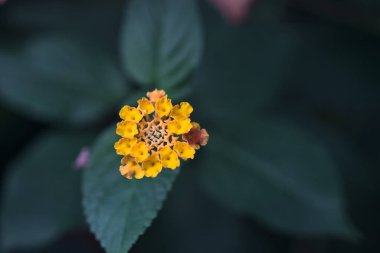 Lantana bir bahçede çiçek açıyor. Yakından görülüyor.