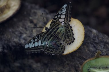 Kelebekler meyve dilimleriyle besleniyor.