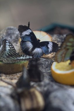 Kelebekler meyve dilimleriyle besleniyor.