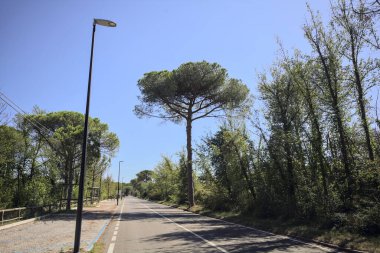 Güneşli bir günde deniz kenarındaki parkta boş bir yol.