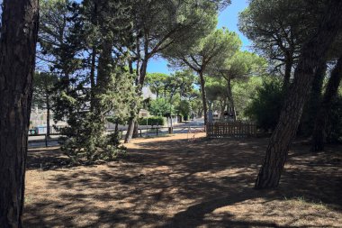 Güneşli bir günde, deniz çam ağaçlarıyla dolu bir parkta.