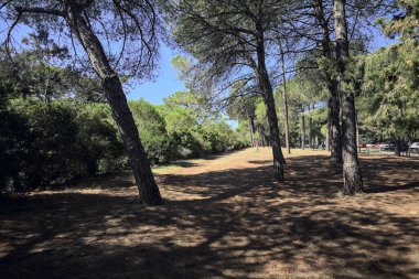 Güneşli bir günde, deniz çam ağaçlarıyla dolu bir parkta.