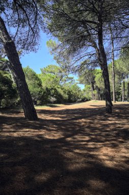Güneşli bir günde, deniz çam ağaçlarıyla dolu bir parkta.