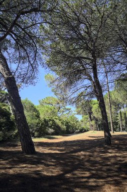 Güneşli bir günde, deniz çam ağaçlarıyla dolu bir parkta.