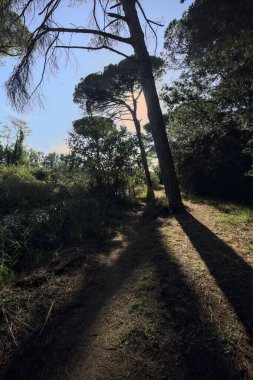 Gün batımında nehir kıyısında çamlar ve gölgeleri bir yola dökülüyor.