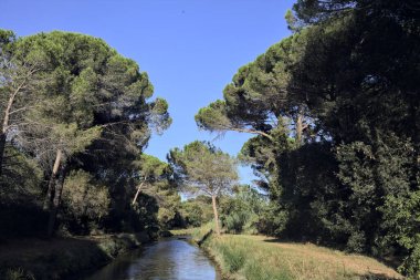 Gün batımında deniz kenarındaki bir ormanda, sudaki ağaçların yansımalarıyla karşı karşıya.