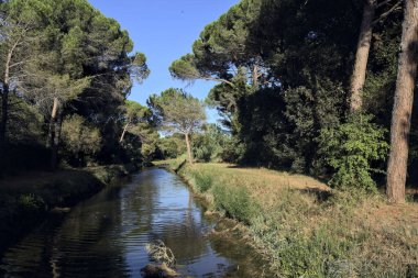 Gün batımında deniz kenarındaki bir ormanda, sudaki ağaçların yansımalarıyla karşı karşıya.