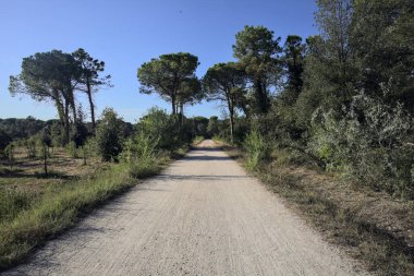 Bir grup deniz çamı, gün batımında deniz kenarındaki bir ormanda toprak bir patikada.