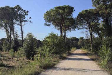 Bir grup deniz çamı, gün batımında deniz kenarındaki bir ormanda toprak bir patikada.
