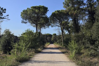 Bir grup deniz çamı, gün batımında deniz kenarındaki bir ormanda toprak bir patikada.