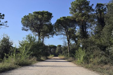 Bir grup deniz çamı, gün batımında deniz kenarındaki bir ormanda toprak bir patikada.