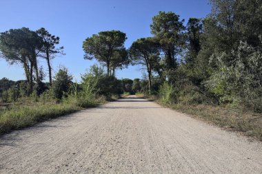 Bir grup deniz çamı, gün batımında deniz kenarındaki bir ormanda toprak bir patikada.