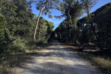 Deniz çamı, gün batımında deniz kenarındaki bir ormanın çamurlu bir patikasında kemer gibi kavruluyor.