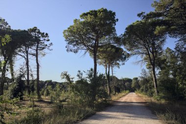 Bir grup deniz çamı, gün batımında deniz kenarındaki bir ormanda toprak bir patikada.