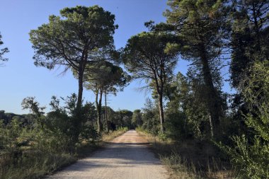 Bir grup deniz çamı, gün batımında deniz kenarındaki bir ormanda toprak bir patikada.