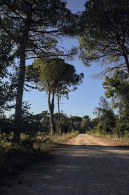 Deniz çamı, gün batımında deniz kenarındaki bir ormanın çamurlu bir patikasında kemer gibi kavruluyor.