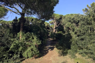 Ağaçlarla çevrili bir ormanda yol ve gün batımında deniz çamı görünüyor.