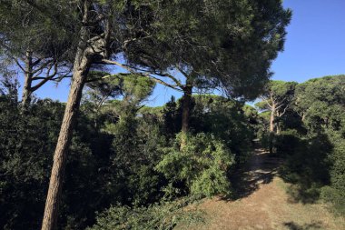 Ağaçlarla çevrili bir ormanda yol ve gün batımında deniz çamı görünüyor.