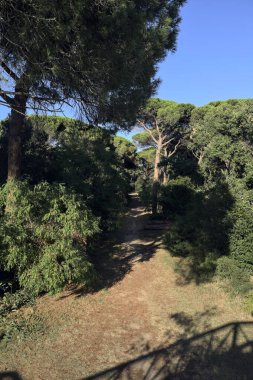 Ağaçlarla çevrili bir ormanda yol ve gün batımında deniz çamı görünüyor.
