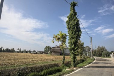 Güneşli bir günde, İtalya kırsalında, tahta direklerle çevrili bir tarlanın yanında dar bir yol.