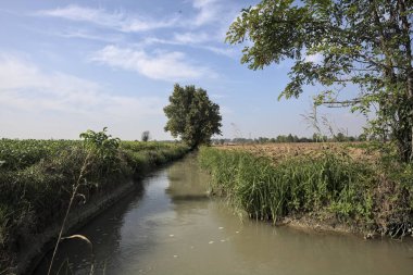 Bir ağaç tarafından çerçevelenmiş İtalya kırsalındaki tarlalar arasında su dolu bir hendeğin kenarındaki ağaç.