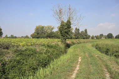 İtalya kırsalında güneşli bir günde siperler ve tarlalar arasındaki yol