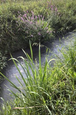 Güneşli bir günde, siperin kenarında, çimlerde mor çiçekler.