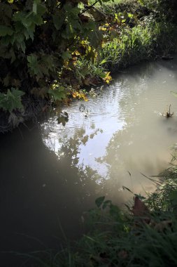 Bir ağacın yanındaki hendekte su var ve yansıması var.