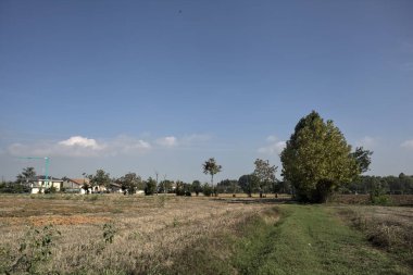 Bir grup ağaç ve İtalya kırsalında güneşli bir günde uzaktan görülen bir patika.