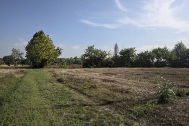 Bir grup ağaç ve İtalya kırsalında güneşli bir günde uzaktan görülen bir patika.