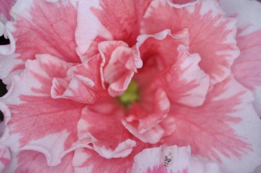 Azalea rhododendron çiçek açarken yakından görülüyor