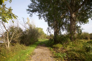 Gün batımında göl kıyısında bir parkta yol