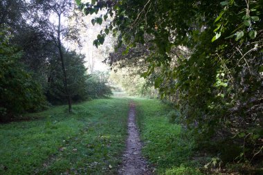 Sonbaharda gündüz vakti parkın ortasında yol