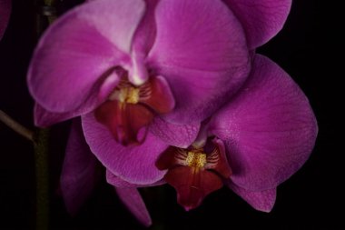 Phalaenopsis orkidesi çiçek açmış. Yakından görülüyor.
