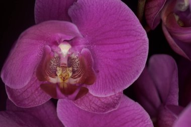 Phalaenopsis orkidesi çiçek açmış. Yakından görülüyor.