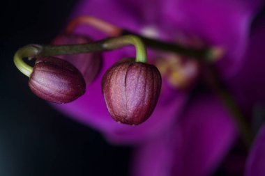 Phalaenopsis orkidesi çiçek açmış. Yakından görülüyor.