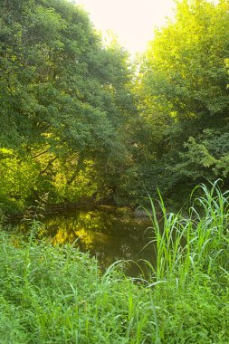 Gün batımında bir ormanda gölet